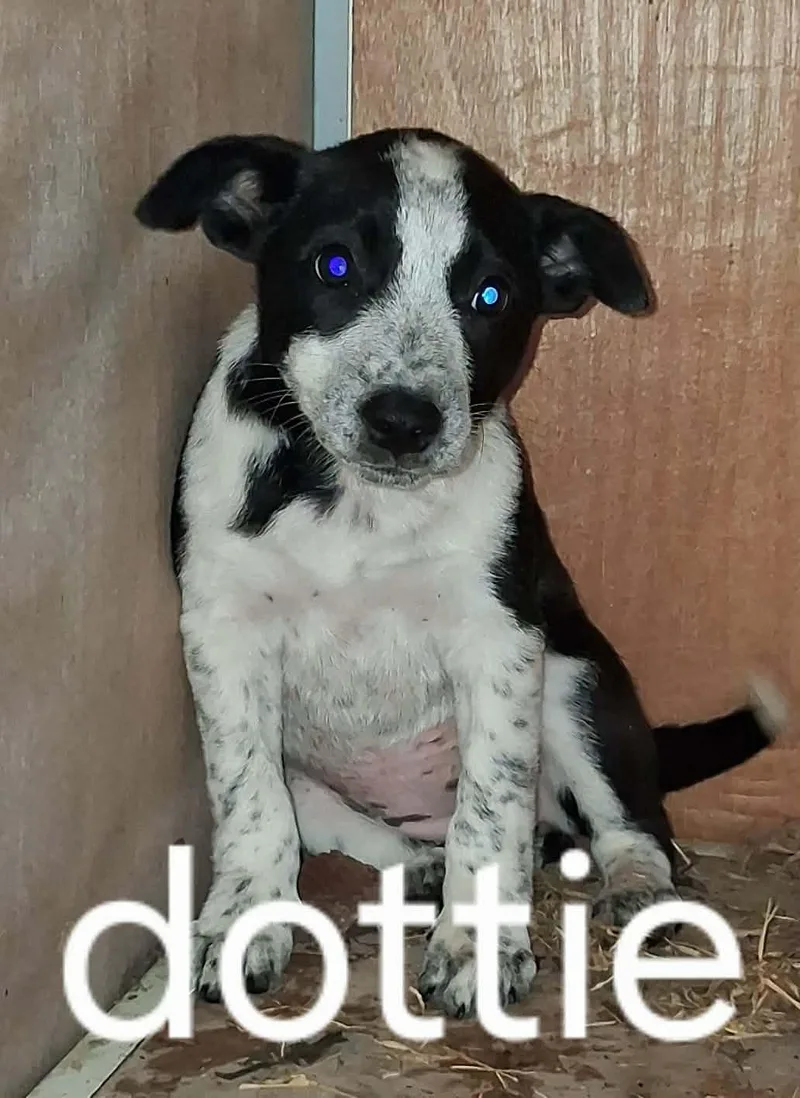 A baby small-sized female Black Australian Cattle Dog / Blue Heeler dog named Dottie for adoption in Memphis, TN