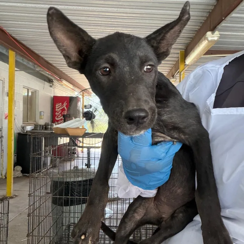 A baby small-sized female Black Pit Bull Terrier dog named Magikarp for adoption in Edinburg, TX