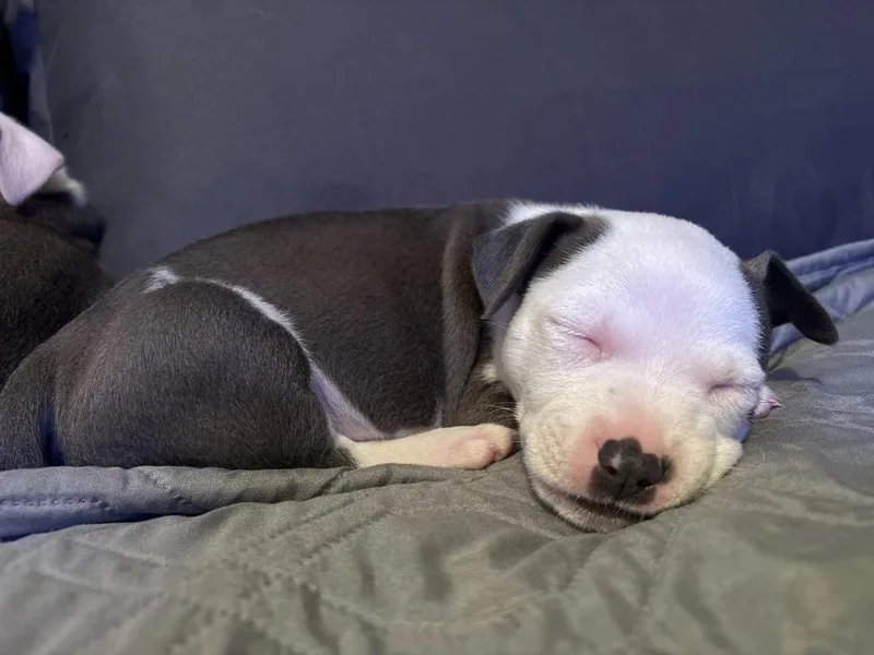 A baby medium-sized male Gray / Blue / Silver Mixed Breed dog named Uno for adoption in Clinton Township, MI