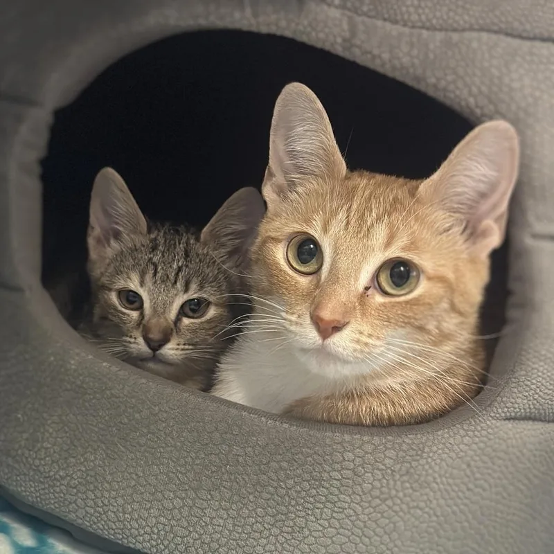 An adult medium-sized female Orange & White Domestic Short Hair cat named Daisy for adoption in Columbus, OH