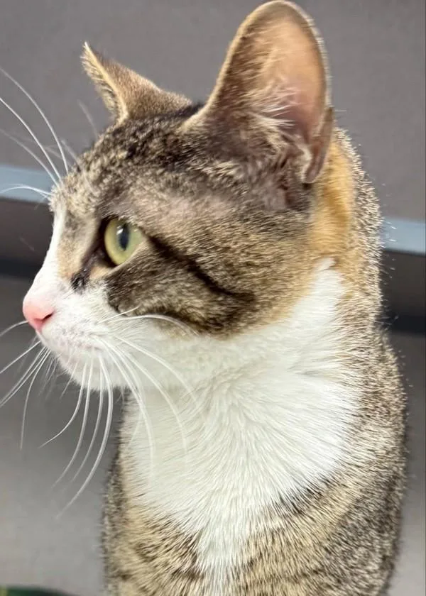 Priscilla thumbnail 2