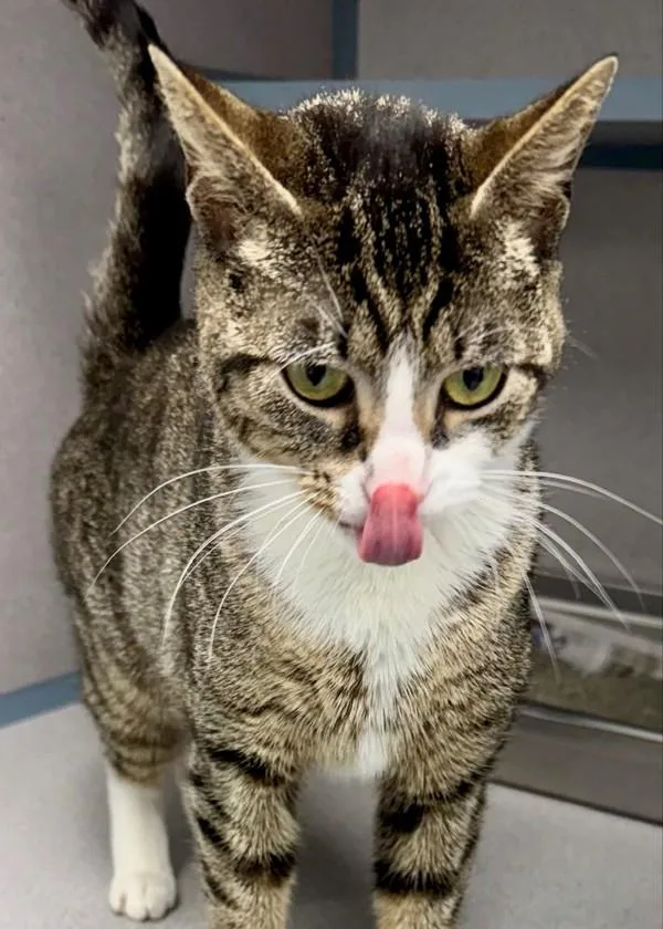 Priscilla thumbnail 3