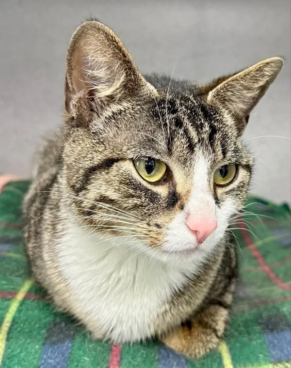 Priscilla thumbnail 4