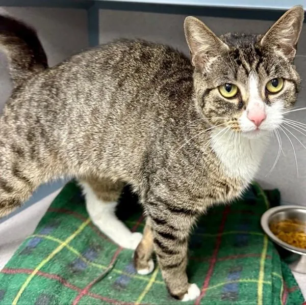 Priscilla thumbnail 5