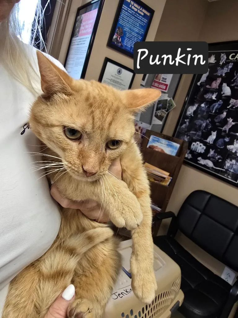 A young small-sized male Domestic Short Hair cat named Pumpkin for adoption in Maumelle, AR