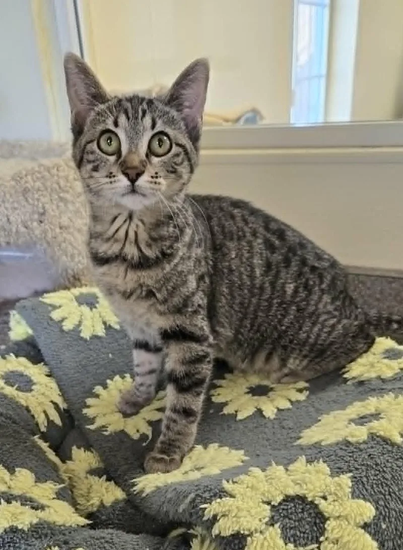 A young medium-sized female Tabby (Gray / Blue / Silver) Domestic Short Hair cat named Steely for adoption in Larned, KS