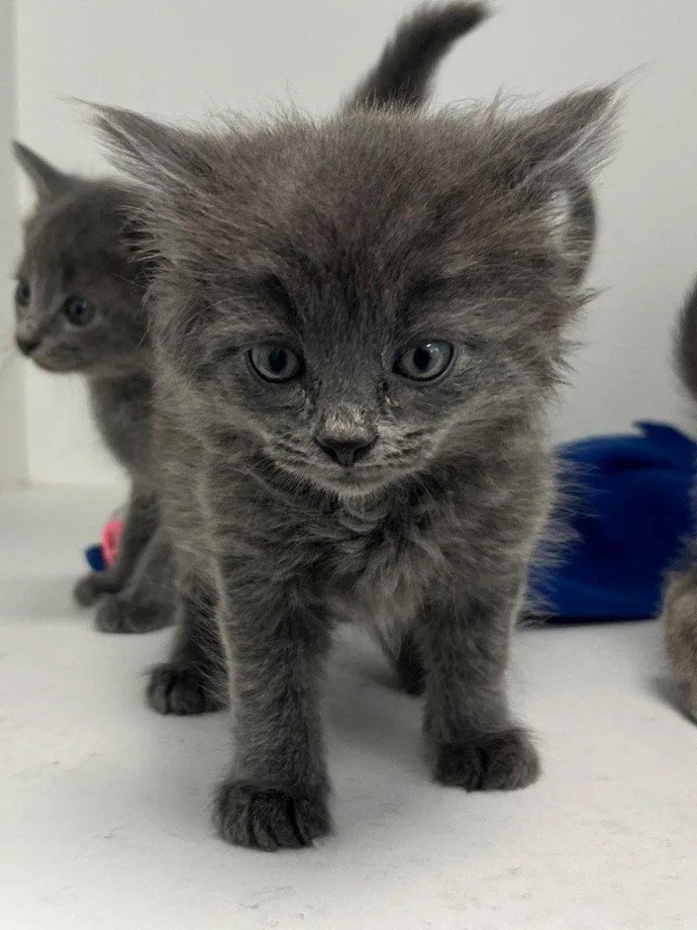 A baby medium-sized male Gray / Blue / Silver Domestic Short Hair cat named 26-201 for adoption in Tarboro, NC