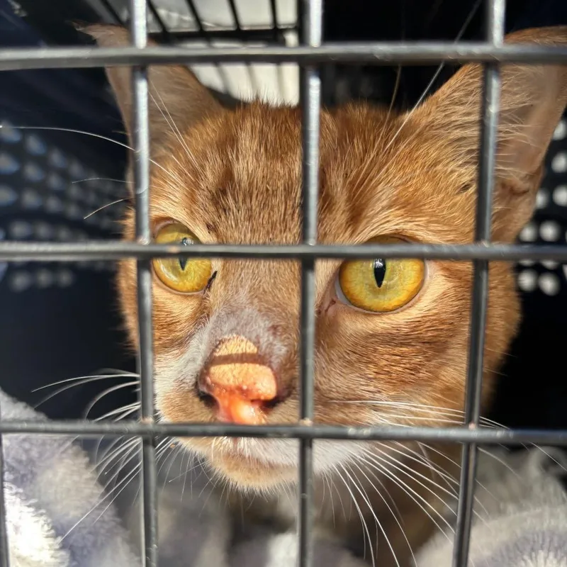 An adult small-sized male Orange / Red Domestic Short Hair cat named Calvin for adoption in Greensboro, NC