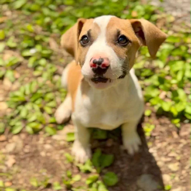 A baby small-sized male Yellow / Tan / Blond / Fawn Mixed Breed dog named Hot Toddy for adoption in Mentor, OH