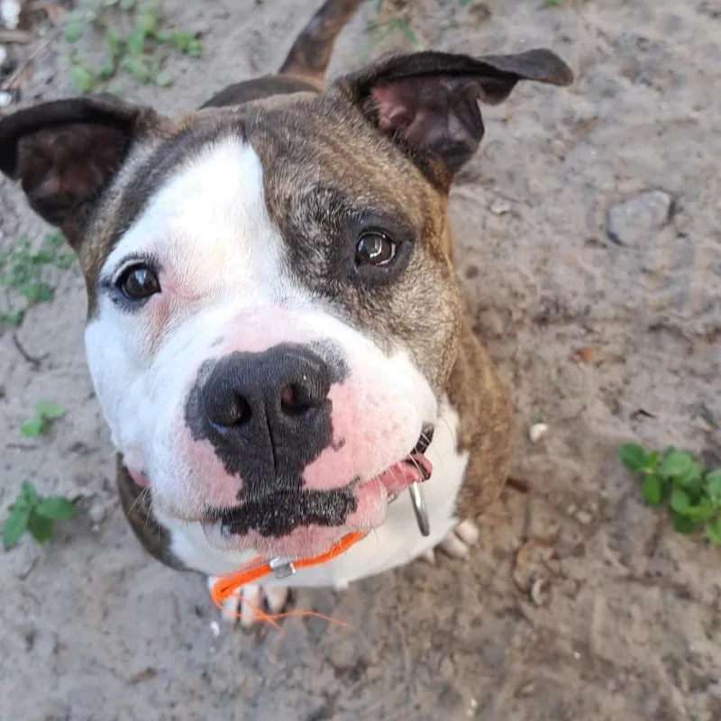 A senior large-sized female Brown / Chocolate Mixed Breed dog named Magnolia for adoption in Lake Panasoffkee, FL