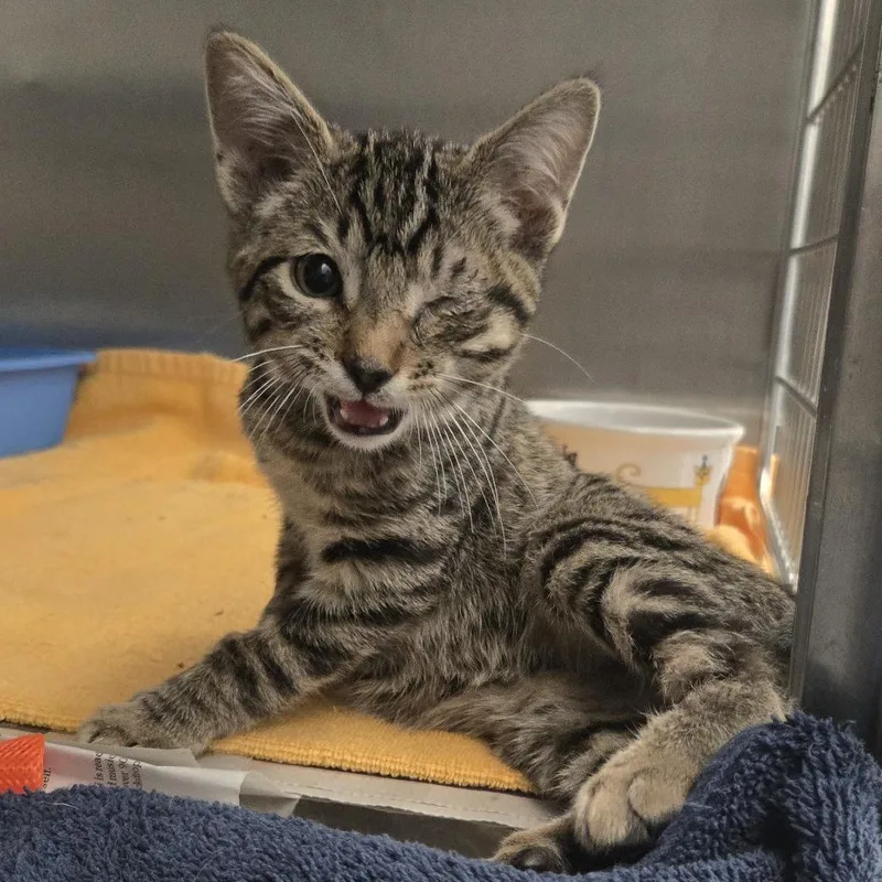 A baby small-sized male Domestic Short Hair cat named Jolibee for adoption in Pittsburgh, PA