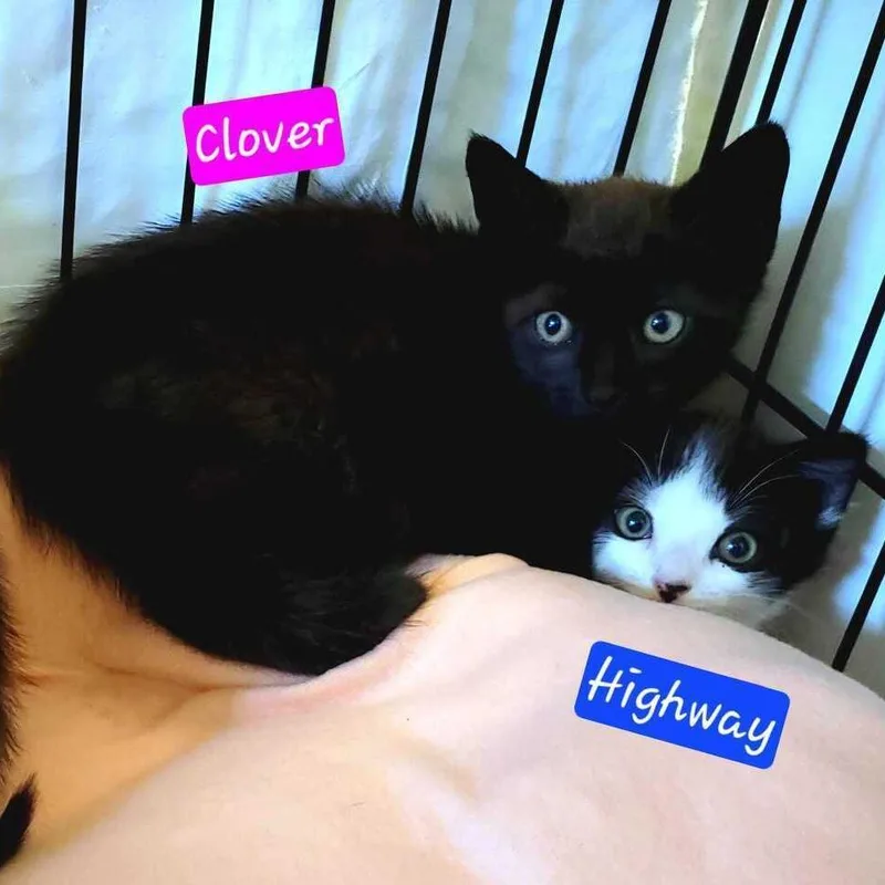 A baby small-sized male Black Domestic Short Hair cat named Highway for adoption in Jessup, MD