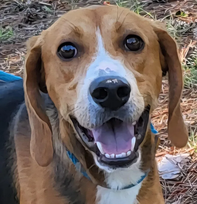 A young medium-sized male Black American Foxhound dog named Bailey for adoption in Tappahannock, VA