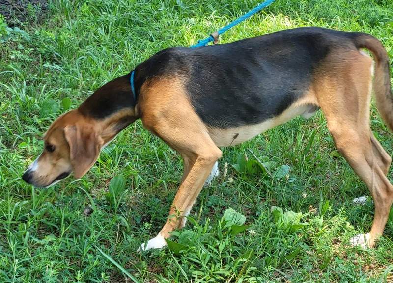 Bailey thumbnail 2