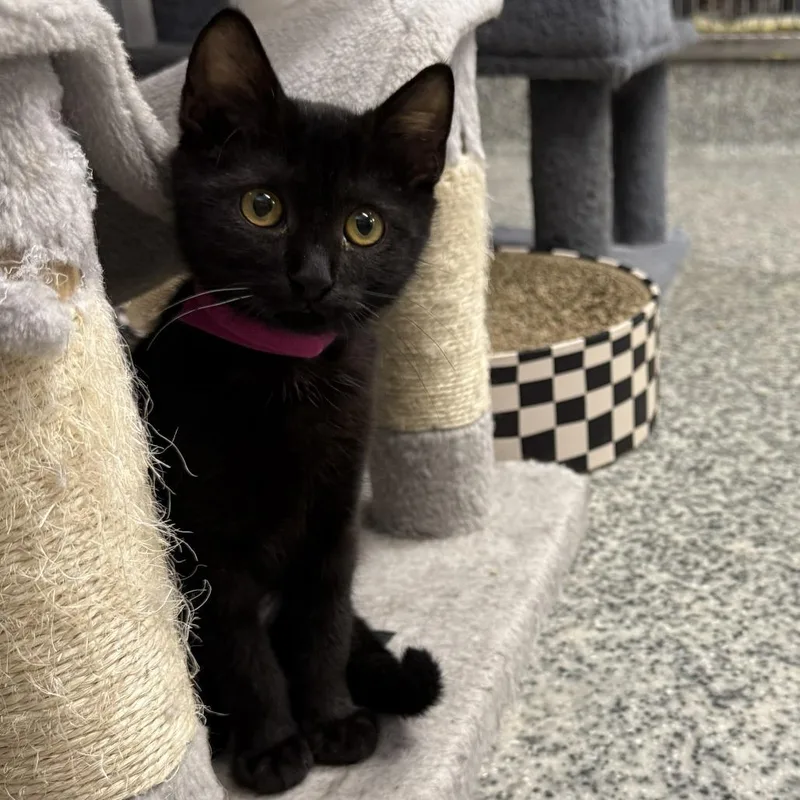 A baby small-sized female Black Domestic Short Hair cat named Sasha for adoption in Falls Church, VA