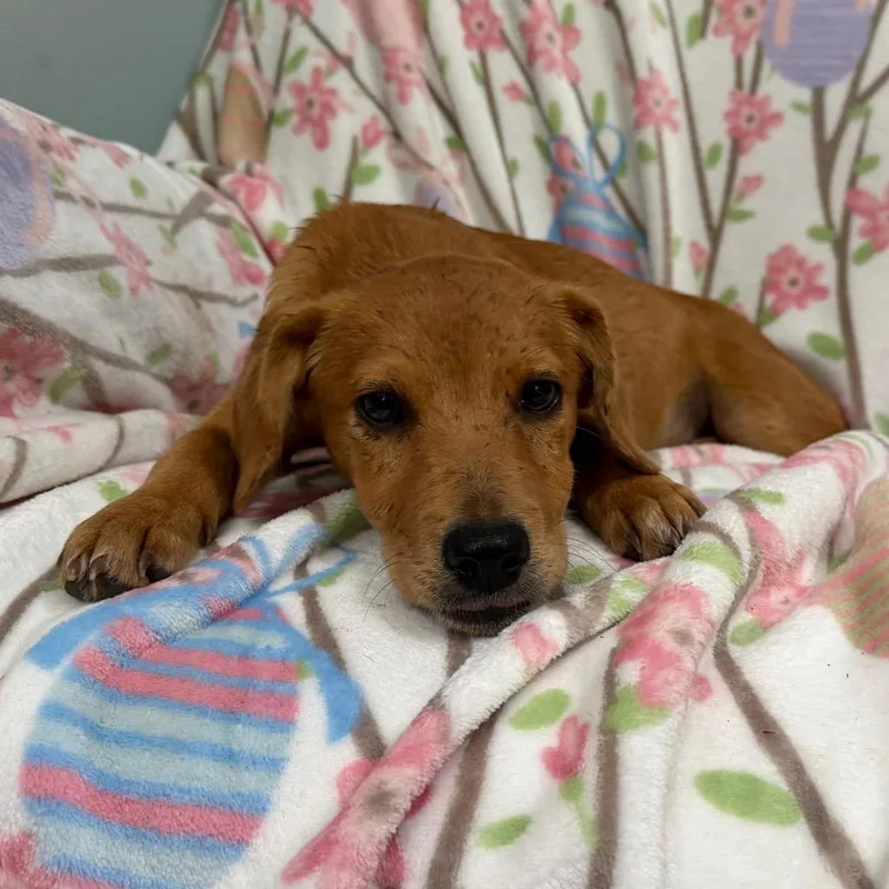 A baby small-sized female Red / Chestnut / Orange Mixed Breed dog named Peanut Butter for adoption in Sequatchie, TN