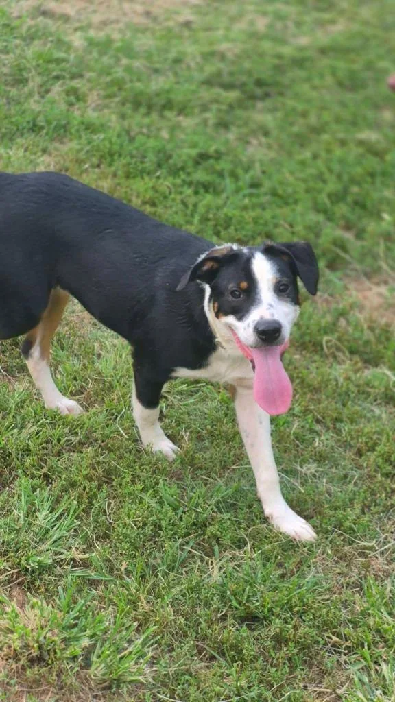 A baby large-sized male Mixed Breed dog named Rastar for adoption in Fond Du Lac, WI