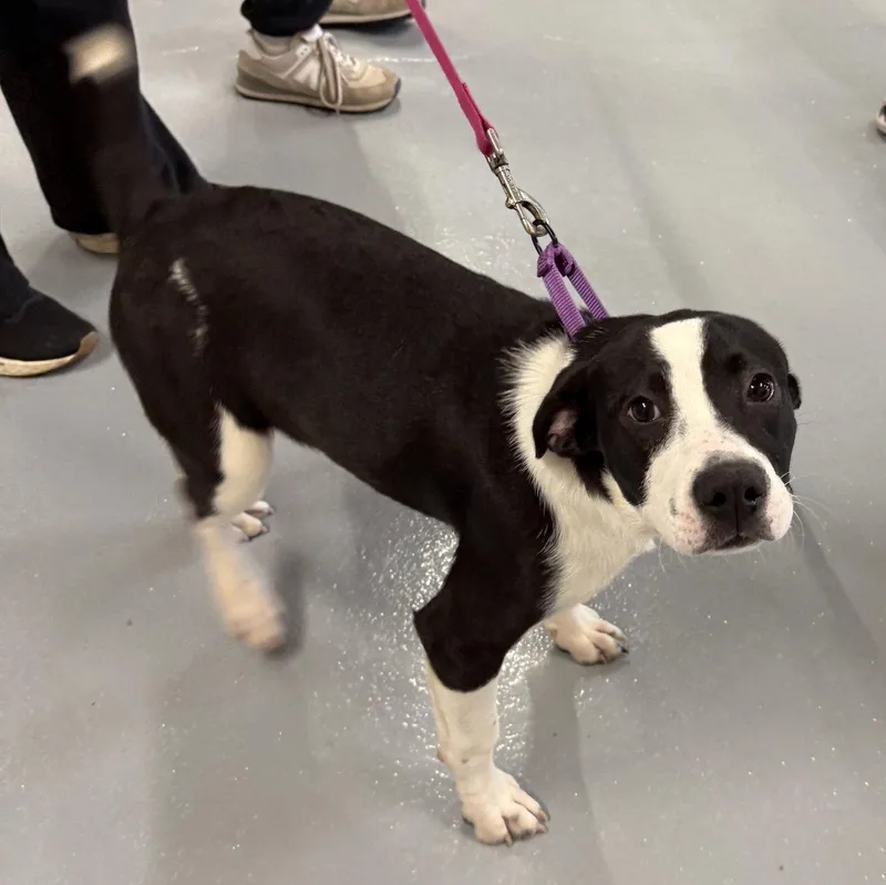A baby medium-sized female Boston Terrier dog named Allspice for adoption in GILBERTS, IL