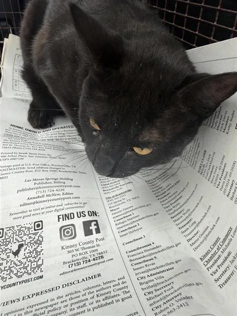 An adult small-sized male Domestic Short Hair cat named Midnight for adoption in San Antonio, TX