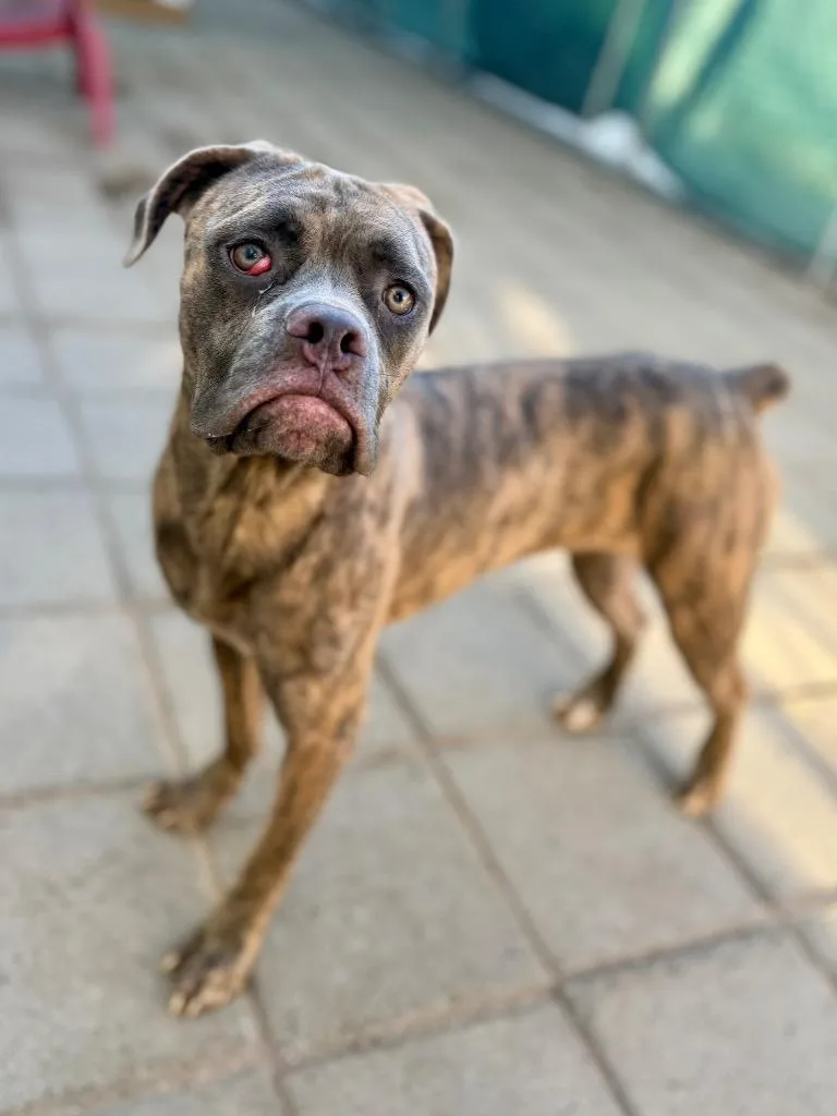 A baby medium-sized female Mastiff dog named Bailey for adoption in Muskegon, MI