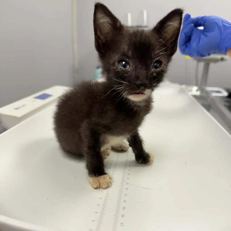 An adult small-sized female Black Domestic Short Hair cat named Nisha for adoption in Sioux Falls, SD