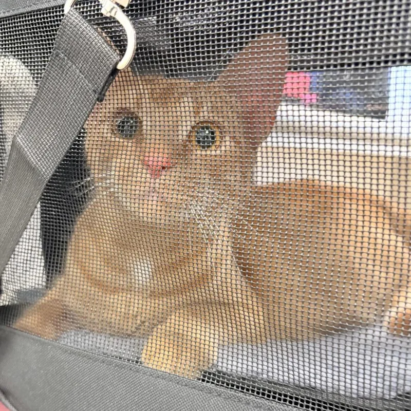 A young large-sized female Orange / Red Domestic Short Hair cat named Biscuit for adoption in Philadelphia, PA