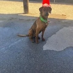 A young large-sized male Red / Chestnut / Orange Redbone Coonhound dog named Copper for adoption in Bernalillo, NM
