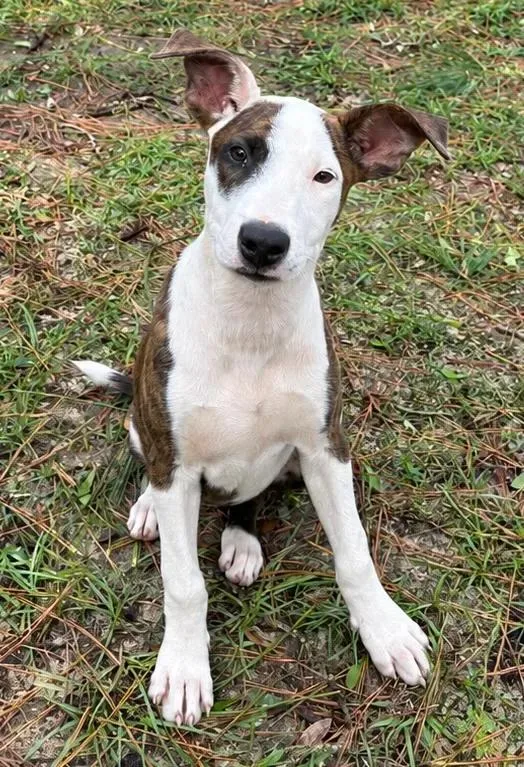 A young medium-sized female Jack Russell Terrier dog named Laverne for adoption in eufaula, AL
