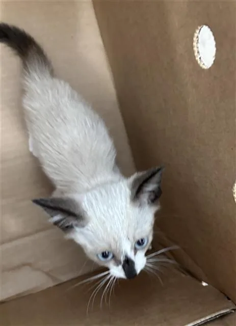 A baby medium-sized male Domestic Short Hair cat named Miso for adoption in Dallas, TX