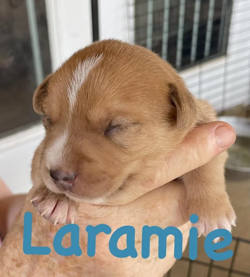 Laramie thumbnail 2