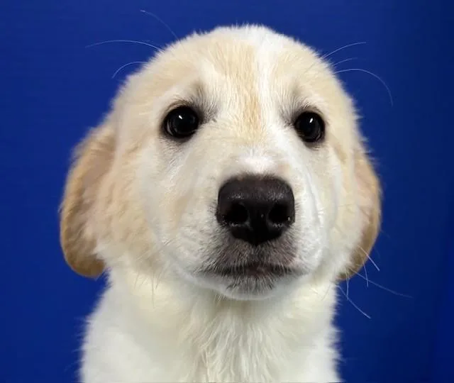 A baby medium-sized female White / Cream Anatolian Shepherd dog named Cressida for adoption in Hawk Point, MO