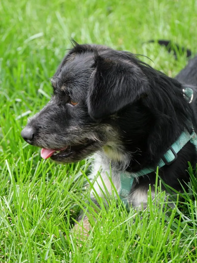 An adult small-sized male Gray / Blue / Silver Dachshund dog named Dumbo for adoption in Boulder, CO