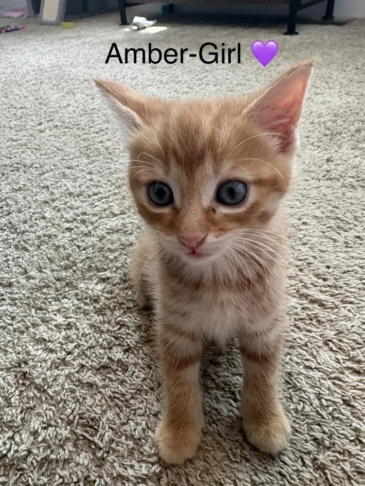 A baby small-sized female Orange & White Domestic Short Hair cat named Amber for adoption in Telford, PA