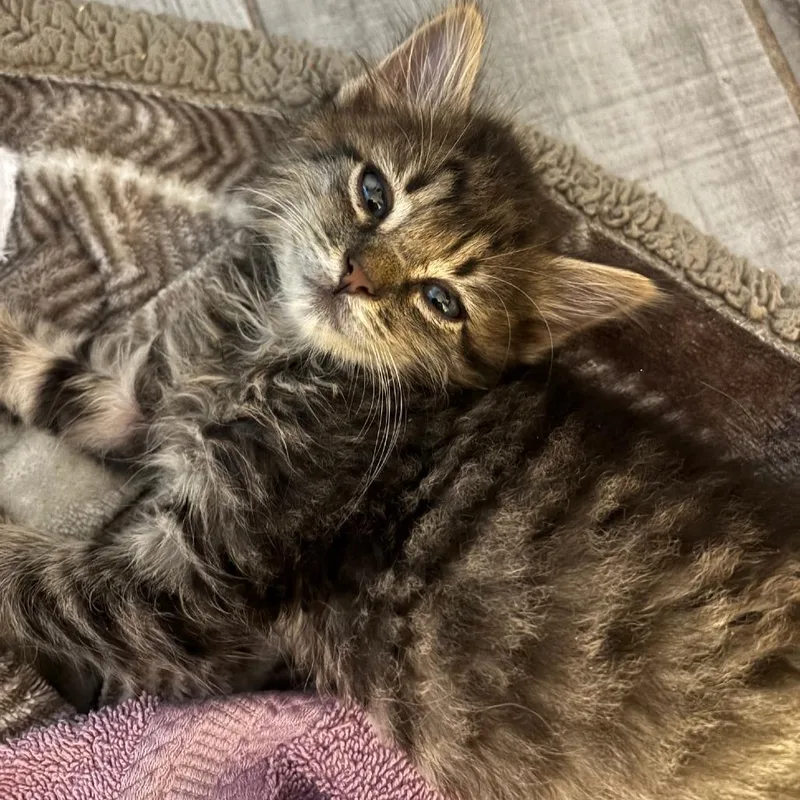 A baby small-sized female Brown / Chocolate Domestic Short Hair cat named Palm Palm for adoption in Austin, TX