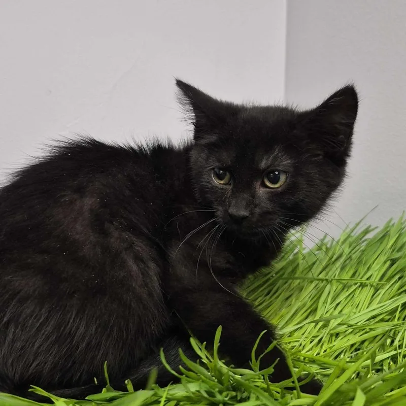 A baby small-sized female Black Domestic Short Hair cat named Spider for adoption in Davenport, IA