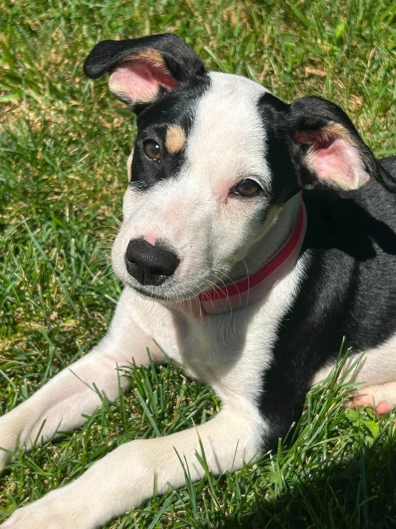 Domino Daisy thumbnail 2