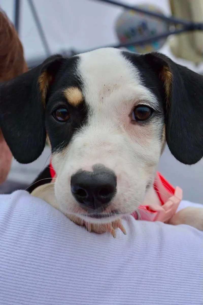 Domino Daisy thumbnail 4