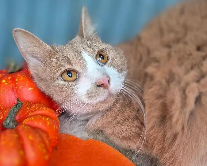 An adult medium-sized female Buff / Tan / Fawn Domestic Long Hair cat named Remedy for adoption in Ocean Springs, MS