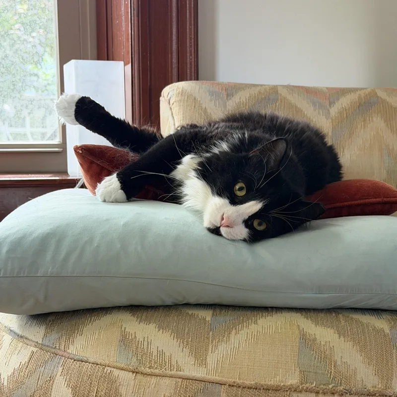 An adult medium-sized male Black & White / Tuxedo Domestic Long Hair cat named Arthur The Reluctant Royal for adoption in Stamford, CT