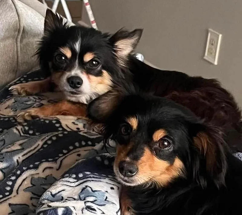 An adult small-sized female Tricolor (Brown, Black, & White) Chihuahua dog named Franny for adoption in Oklahoma City, OK