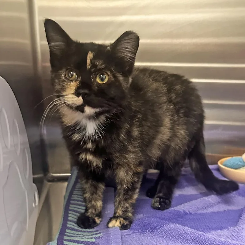 A baby small-sized female Tortoiseshell Domestic Short Hair cat named Autumn for adoption in Hailey, ID