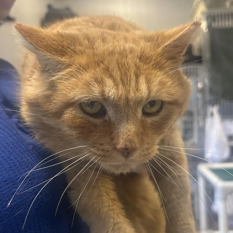 An adult large-sized male Orange / Red Domestic Short Hair cat named Victor for adoption in Wilmington, DE