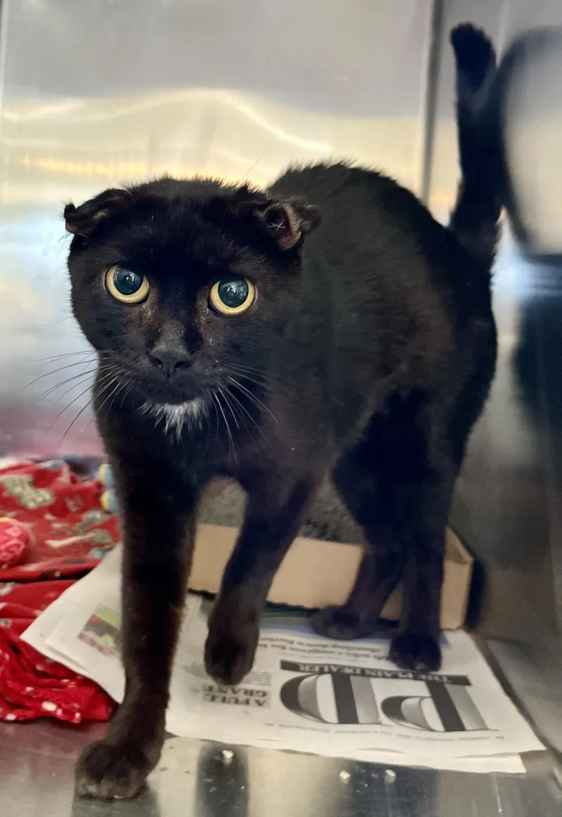 Junie Jamboree Joy thumbnail 2