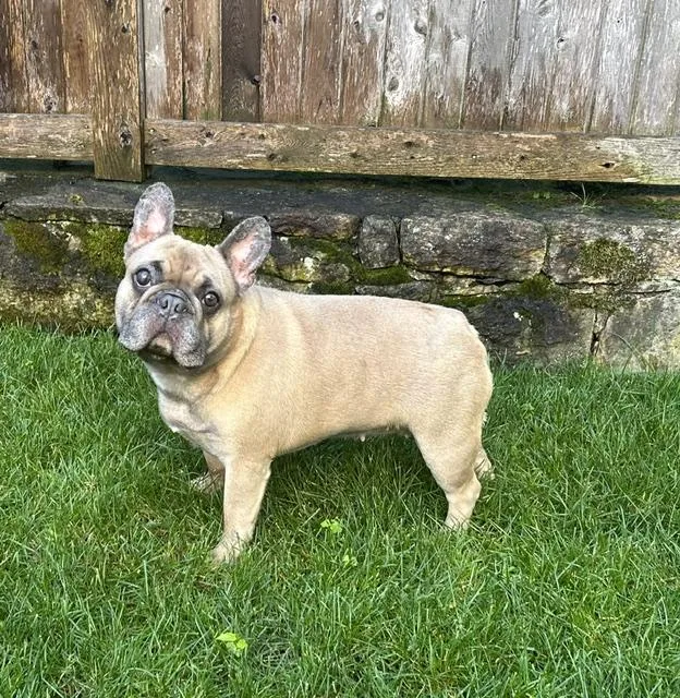 Maisie thumbnail 6