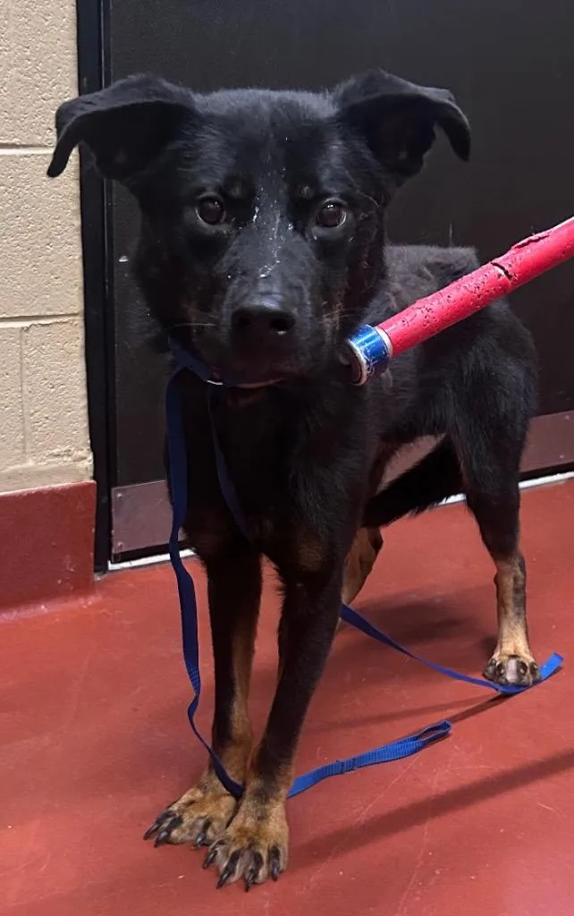 An adult medium-sized male Mixed Breed dog named Diesel for adoption in Douglasville, GA