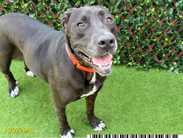 An adult large-sized female Mixed Breed dog named Appli for adoption in West Palm Beach, FL