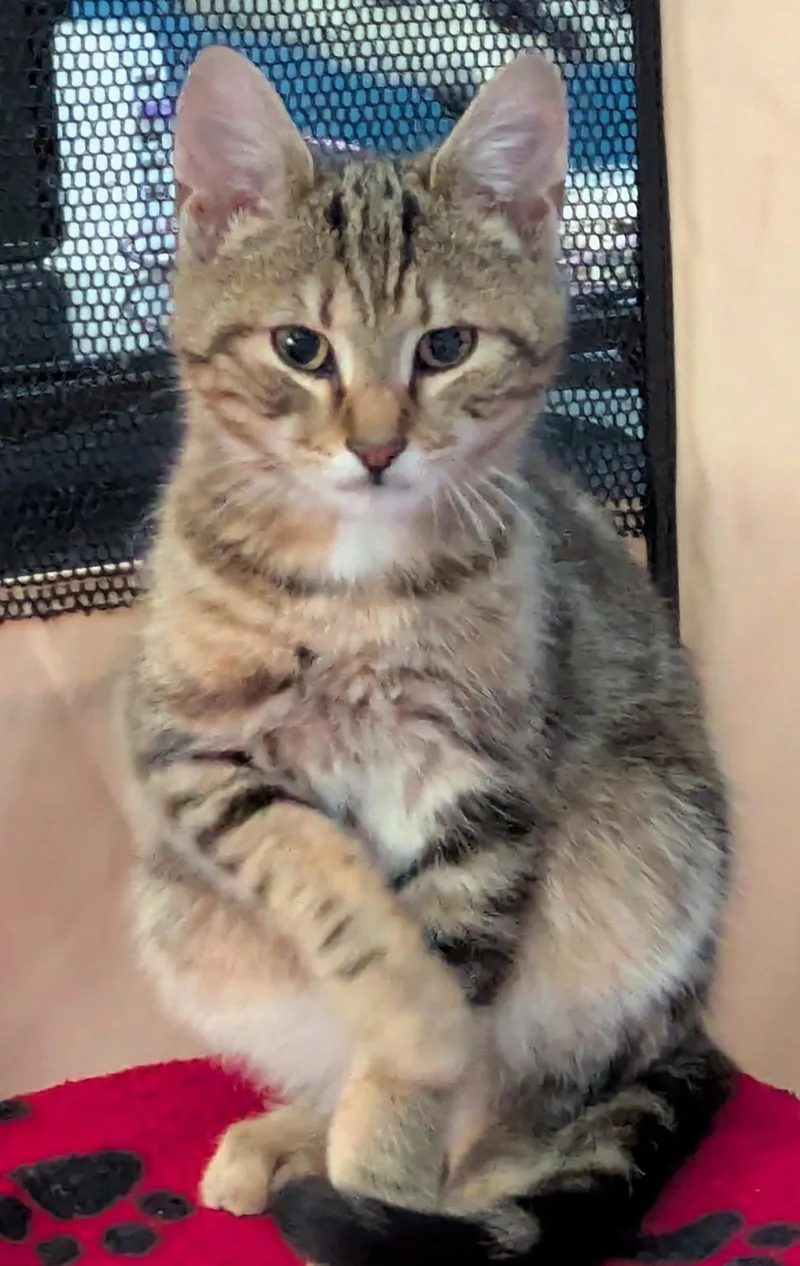 A young medium-sized male Domestic Short Hair cat named Finn for adoption in Harrisburg, PA