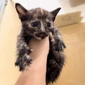 A baby medium-sized female Tortoiseshell Domestic Short Hair cat named Trinity for adoption in Converse, TX