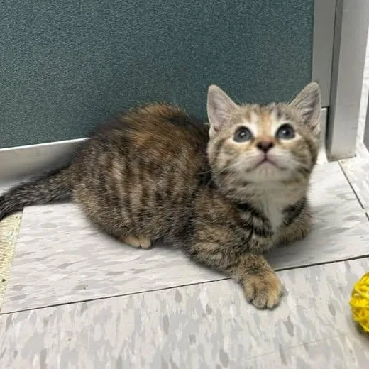 Camilla Clawbello thumbnail 3