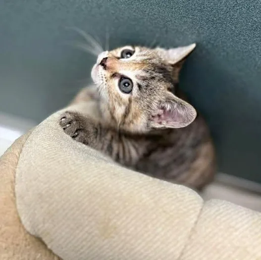 Camilla Clawbello thumbnail 4